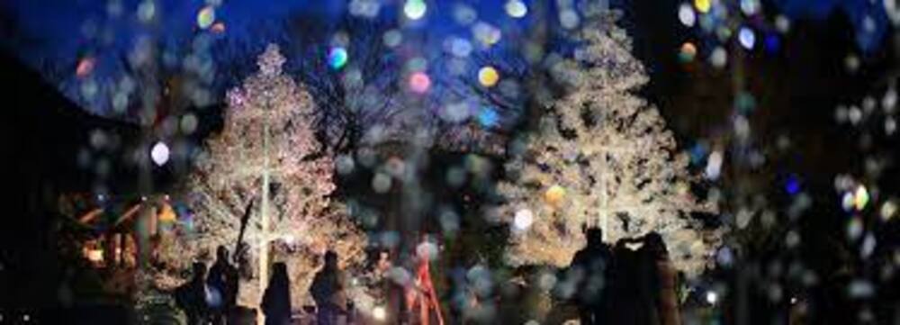 クリスマス,箱根,イルミネーション,ガラスの森,ライトアップ さん